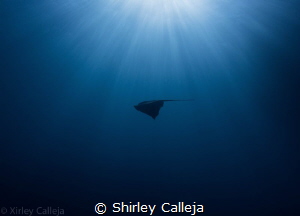 Spotted this ray in Mgarr ix-Xini on the island of Gozo..... by Shirley Calleja 